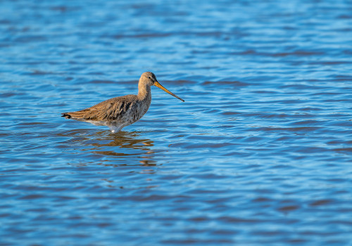 limosa limosa barge a queue noire limosa limosa barge a queue noire