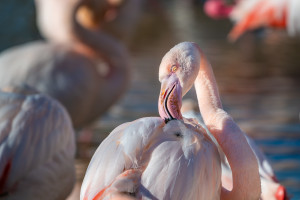 phoenicopterus roseus flamant rose phoenicopterus roseus flamant rose