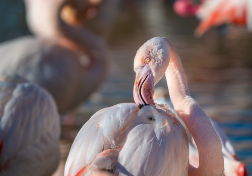 phoenicopterus roseus flamant rose phoenicopterus roseus flamant rose