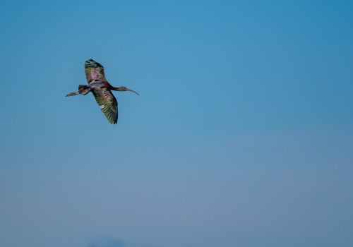 plegadis falcinellus ibis falcinelle plegadis falcinellus ibis falcinelle