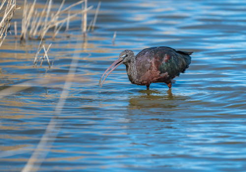 plegadis falcinellus ibis falcinelle plegadis falcinellus ibis falcinelle