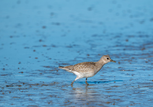 pluvialis squatarola pluvier argente pluvialis squatarola pluvier argente