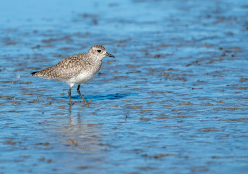 pluvialis squatarola pluvier argente pluvialis squatarola pluvier argente