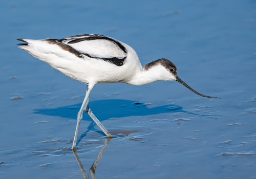 recurvirostra avosetta avocette elegante recurvirostra avosetta avocette elegante