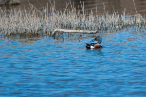 spatula clypeata le canard souchet spatula clypeata le canard souchet