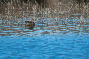 spatula clypeata le canard souchet spatula clypeata le canard souchet