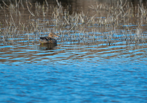 spatula clypeata le canard souchet spatula clypeata le canard souchet