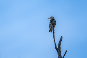 sturnus vulgaris etourneau sansonnet sturnus vulgaris etourneau sansonnet
