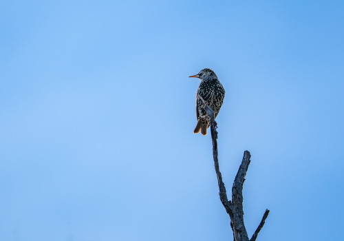 sturnus vulgaris etourneau sansonnet sturnus vulgaris etourneau sansonnet