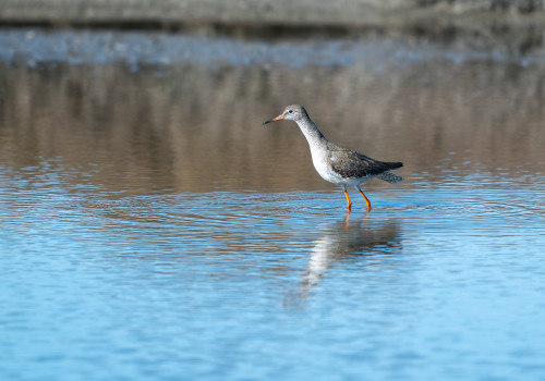 tringa totanus chevalier gambette 10 tringa totanus chevalier gambette 10