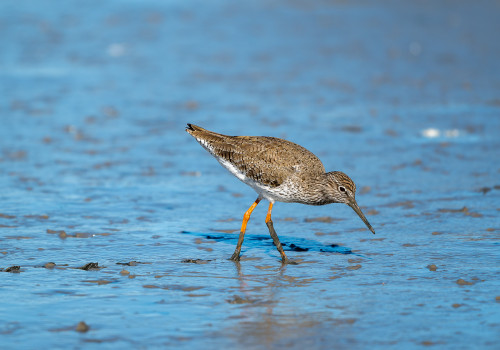 tringa totanus chevalier gambette tringa totanus chevalier gambette
