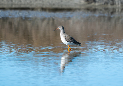 tringa totanus chevalier gambette 11 tringa totanus chevalier gambette 11