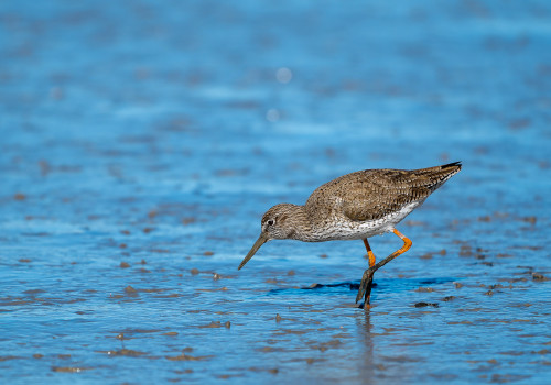 tringa totanus chevalier gambette tringa totanus chevalier gambette