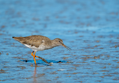tringa totanus chevalier gambette tringa totanus chevalier gambette