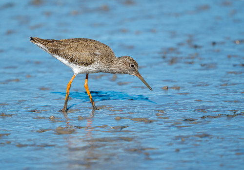 tringa totanus chevalier gambette tringa totanus chevalier gambette