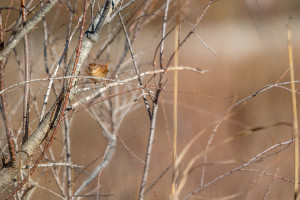 troglodytes troglodytes troglodyte mignon troglodytes troglodytes troglodyte mignon