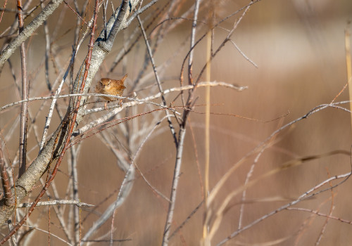 troglodytes troglodytes troglodyte mignon troglodytes troglodytes troglodyte mignon