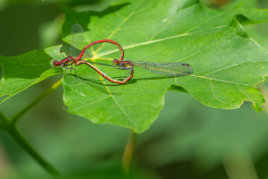 pyrrhosoma nymphula la petite nymphe au corps de feu couple pyrrhosoma nymphula la petite nymphe au corps de feu couple