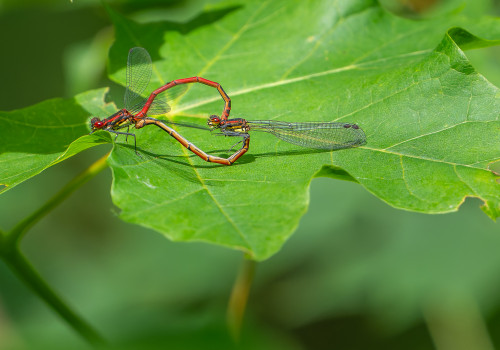 pyrrhosoma nymphula  la petite nymphe au corps de feu  couple