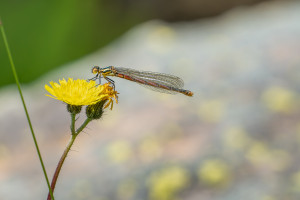 pyrrhosoma nymphula la petite nymphe au corps de feu femelle 10 pyrrhosoma nymphula la petite nymphe au corps de feu femelle 10