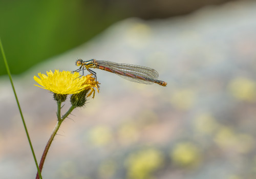 pyrrhosoma nymphula  la petite nymphe au corps de feu  femelle 10