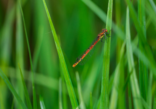 pyrrhosoma nymphula  la petite nymphe au corps de feu  femelle 10