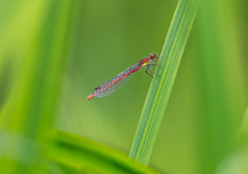 pyrrhosoma nymphula  la petite nymphe au corps de feu  femelle