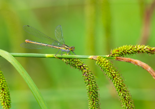 pyrrhosoma nymphula  la petite nymphe au corps de feu  femelle