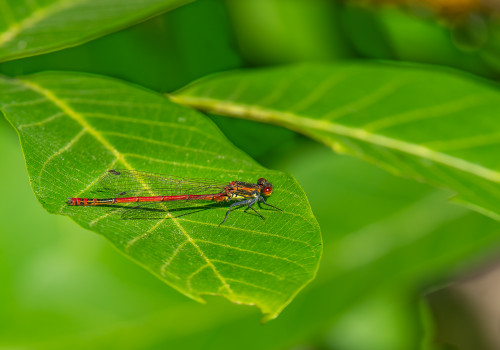 pyrrhosoma nymphula  la petite nymphe au corps de feu  male 