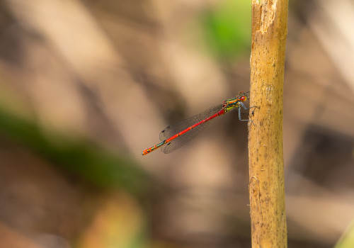 pyrrhosoma nymphula  la petite nymphe au corps de feu  male