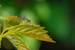 pyrrhosoma nymphula la petite nymphe au corps de feu male pyrrhosoma nymphula la petite nymphe au corps de feu male