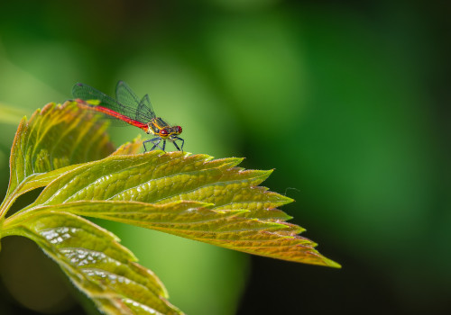 pyrrhosoma nymphula  la petite nymphe au corps de feu  male