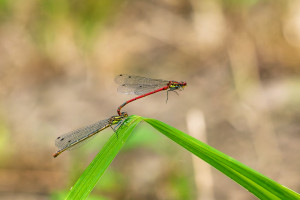 pyrrhosoma nymphula la petite nymphe au corps de feu tandem pyrrhosoma nymphula la petite nymphe au corps de feu tandem