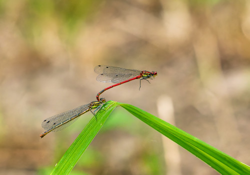 pyrrhosoma nymphula  la petite nymphe au corps de feu  tandem