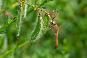 crocothemis erythraea la libellule ecarlate femelle crocothemis erythraea la libellule ecarlate femelle