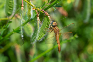 crocothemis erythraea la libellule ecarlate femelle crocothemis erythraea la libellule ecarlate femelle
