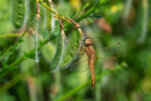 crocothemis erythraea la libellule ecarlate femelle crocothemis erythraea la libellule ecarlate femelle