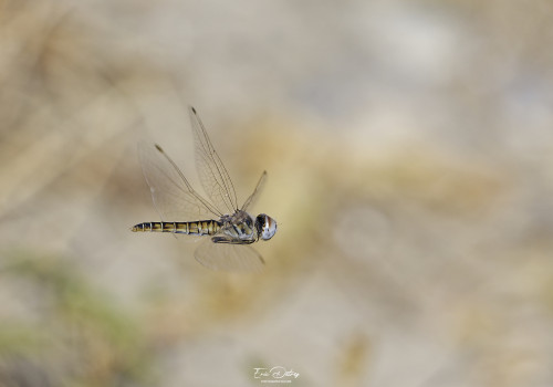 selysiothemis nigra   selysiothemis noir femelle 14 dxo