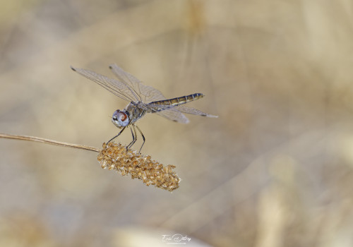 selysiothemis nigra   selysiothemis noir femelle 20 dxo