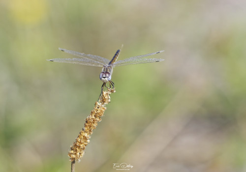 selysiothemis nigra   selysiothemis noir femelle 21 dxo