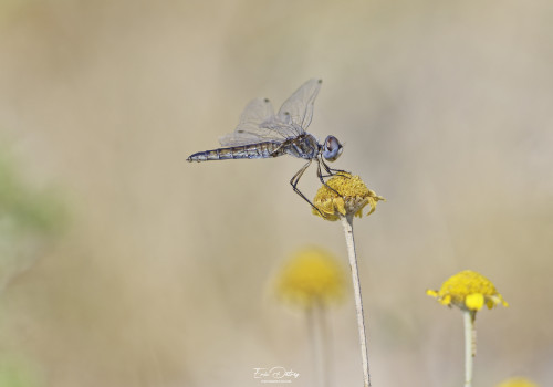 selysiothemis nigra   selysiothemis noir femelle 25 dxo