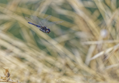 selysiothemis nigra   selysiothemis noir male 17 dxo