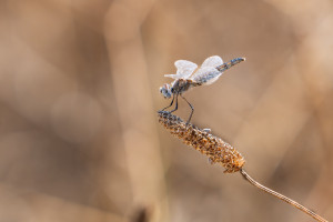selysiothemis nigra femelle selysiothemis nigra femelle