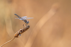 selysiothemis nigra femelle selysiothemis nigra femelle