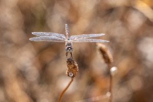 selysiothemis nigra femelle selysiothemis nigra femelle