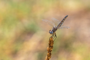 selysiothemis nigra femelle selysiothemis nigra femelle