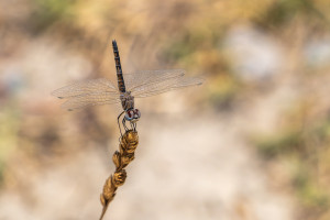 selysiothemis nigra femelle selysiothemis nigra femelle