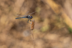 selysiothemis nigra male selysiothemis nigra male