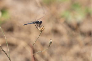 selysiothemis nigra male selysiothemis nigra male