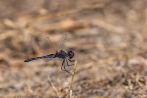 selysiothemis nigra male selysiothemis nigra male